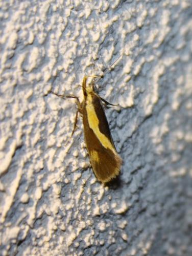 Harpella forficella